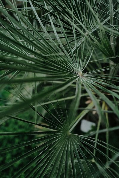 Close up of Green Plant · Free Stock Photo