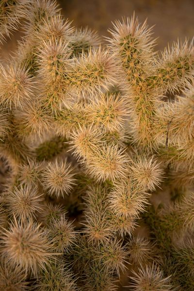 Silver Cholla in Close-up Photography · Free Stock Photo