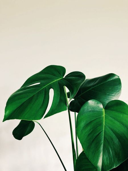 monstera