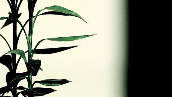 Green Leaves Plant · Free Stock Photo