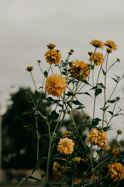 Selective Focus Photo of Yellow Dahlia Flowers · Free Stock Photo