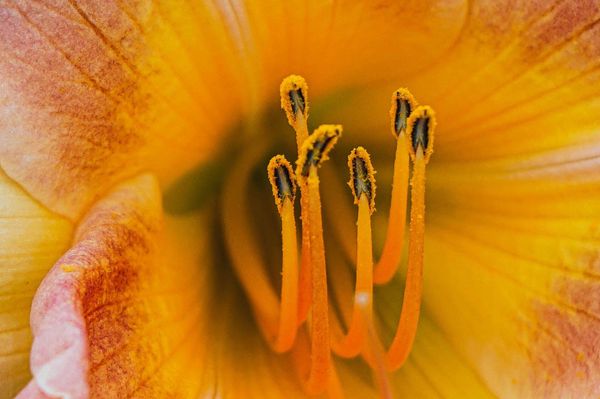 Pollen on Stamen in a Flower · Free Stock Photo