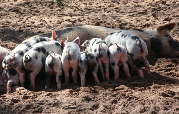 pig-domestic-pig-suckle-piglet-45869.jpeg (3864×2451)
