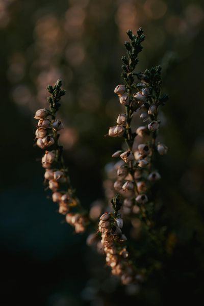 Close-up of Blooming Heather · Free Stock Photo