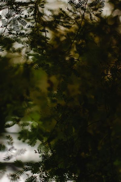 Leaves of Tree in Park · Free Stock Photo
