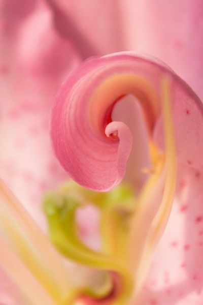 Blooming Pink Flower · Free Stock Photo