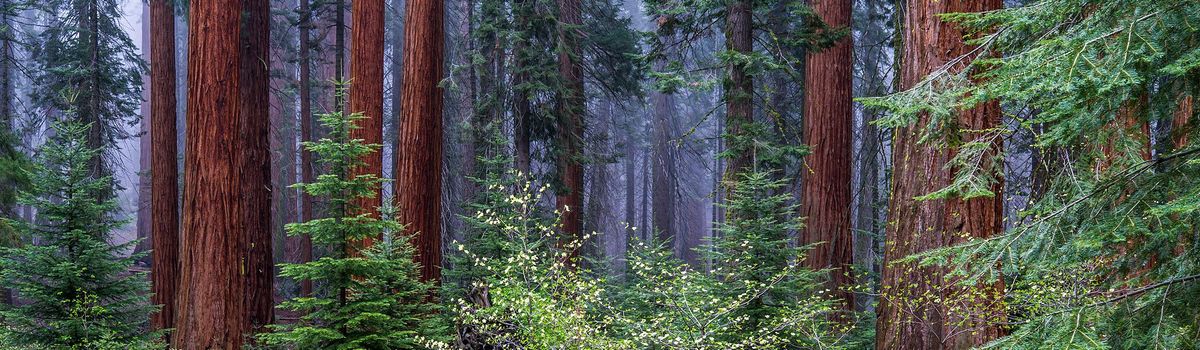 Sequoia & Kings Canyon National Parks (U.S. National Park Service)