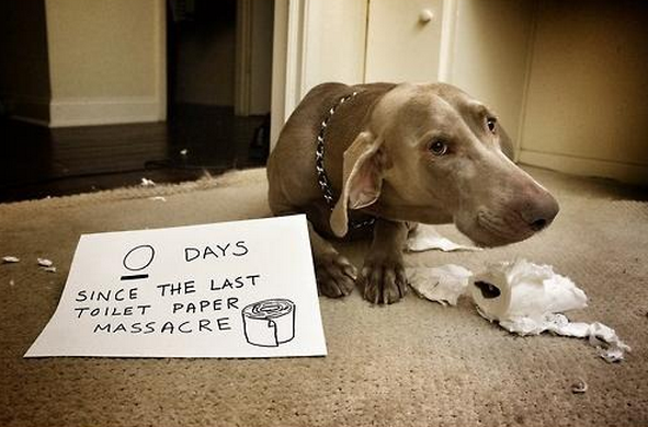 Dog shaming