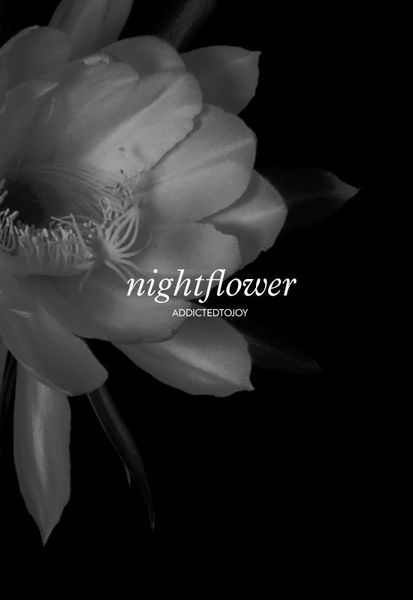 nightflower