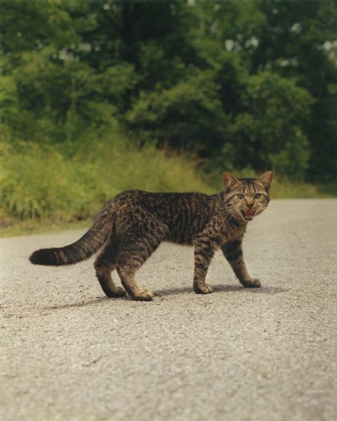 Cat_Angry_CMYK_170915_084803
