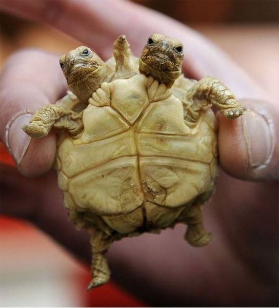 Two Headed Turtle.... Wicked cool, this is what it must feel like when u grow up with ur best friend