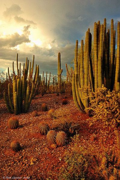 Desert plants