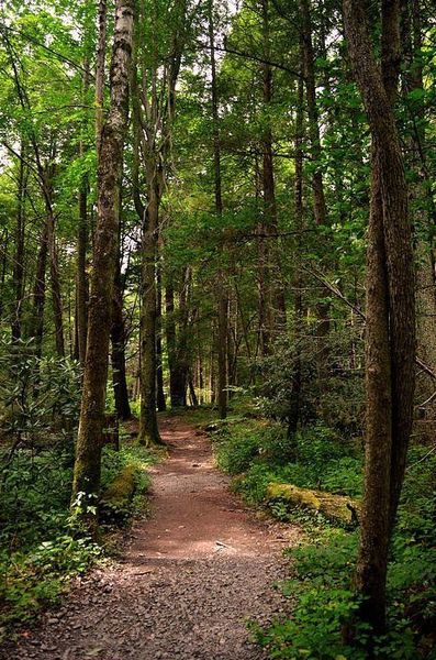 I love the forest 🌳