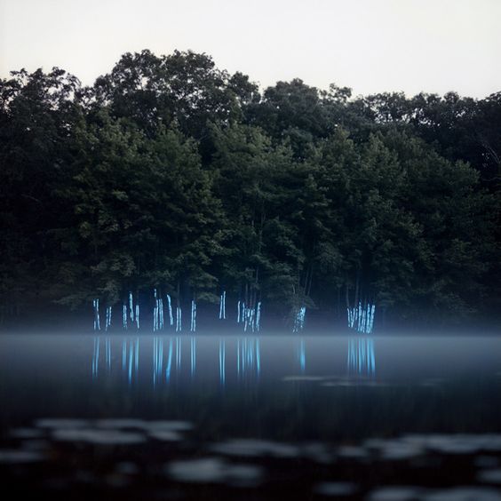 — hifas: Trace - Ferns - Brush Brook - Blue Line...