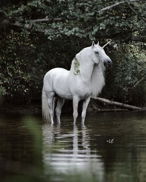horse | animal | pet |