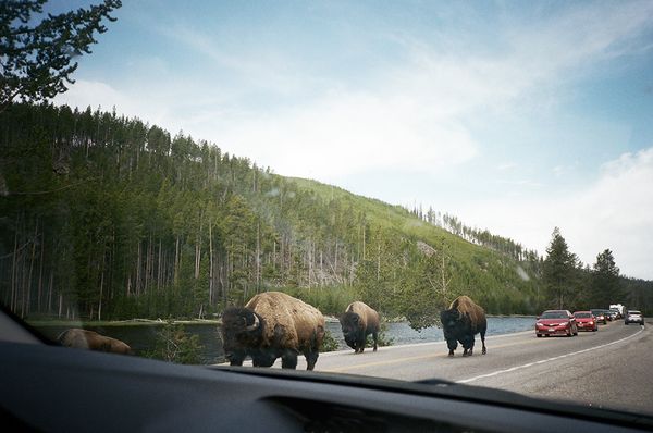 buffaloroam.jpg