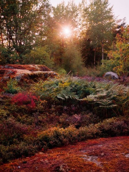 b15f1ed9-3be4-4987-b9e7-da7b4da05522_SUNSETGARDEN-13