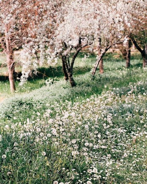 Cherry Blossom in the garden  #garden #blossom #spring #summer #orchard