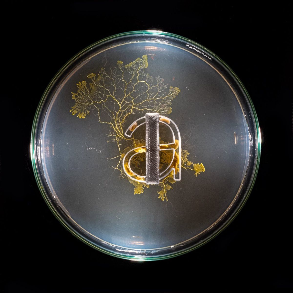 Physarum Type Tool