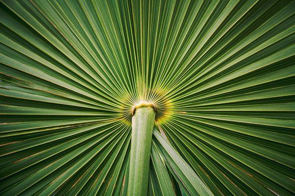 Plant life | 100+ best free life, plant, flower, and green photos on Unsplash