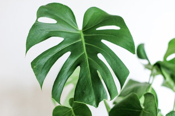 leafy | 66 best free leafy, leafe, plant, and leaf photos on Unsplash
