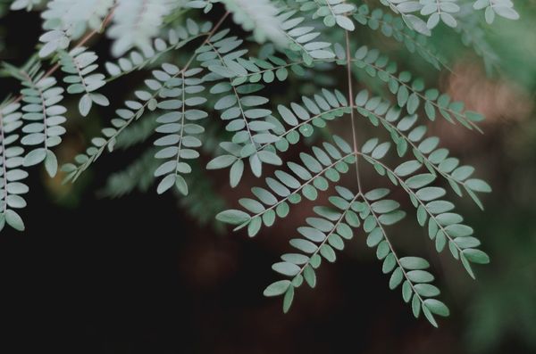 leafy | 66 best free leafy, leafe, plant, and leaf photos on Unsplash