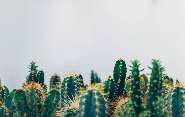 Cactus, plant, cacti and spiny HD photo by Thomas Verbruggen (@thmsvrbrggn) on Unsplash