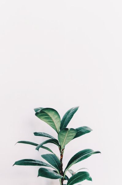 leafy | 66 best free leafy, leafe, plant, and leaf photos on Unsplash