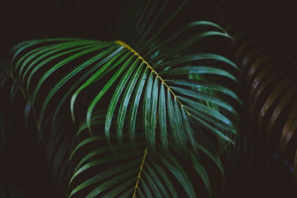 Plant life | 100+ best free life, plant, flower, and green photos on Unsplash
