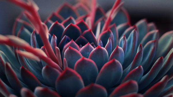 Plant life | 100+ best free life, plant, flower, and green photos on Unsplash