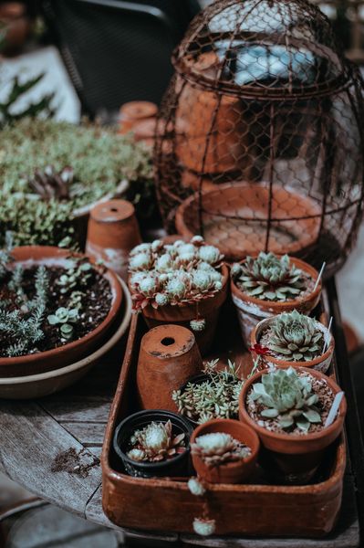 Plant life | 100+ best free life, plant, flower, and green photos on Unsplash