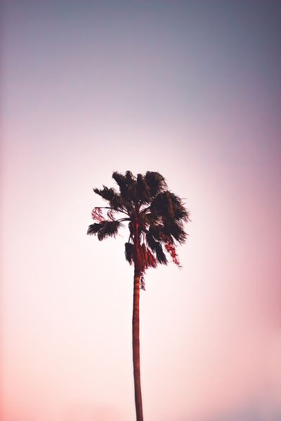 Millennial Pink | 43 best free pink, portrait, woman, and female photos on Unsplash