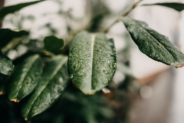 leafy | 66 best free leafy, leafe, plant, and leaf photos on Unsplash