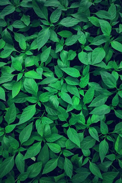 Green Pictures [HD] | Download Free Images on Unsplash