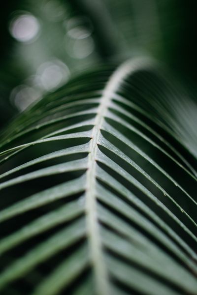 leafy | 66 best free leafy, leafe, plant, and leaf photos on Unsplash