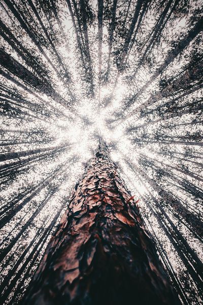 Plant life | 100+ best free life, plant, flower, and green photos on Unsplash