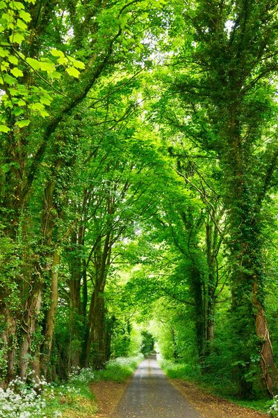 Green Pictures [HD] | Download Free Images on Unsplash