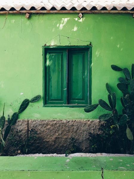 Green Pictures [HD] | Download Free Images on Unsplash
