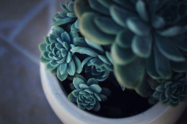 Plant life | 100+ best free life, plant, flower, and green photos on Unsplash