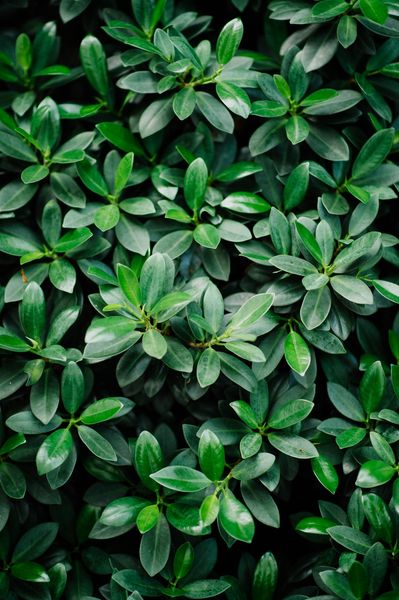 Plant life | 100+ best free life, plant, flower, and green photos on Unsplash