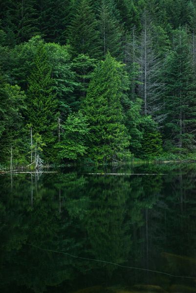 Green Pictures [HD] | Download Free Images on Unsplash