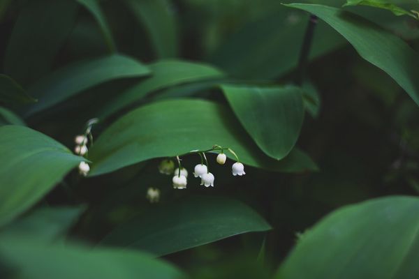 Green Pictures [HD] | Download Free Images on Unsplash