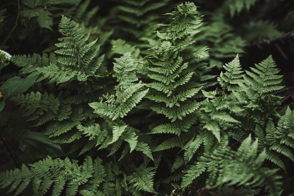 Plant life | 100+ best free life, plant, flower, and green photos on Unsplash