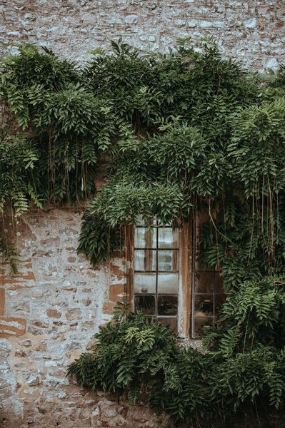 Plant life | 100+ best free life, plant, flower, and green photos on Unsplash