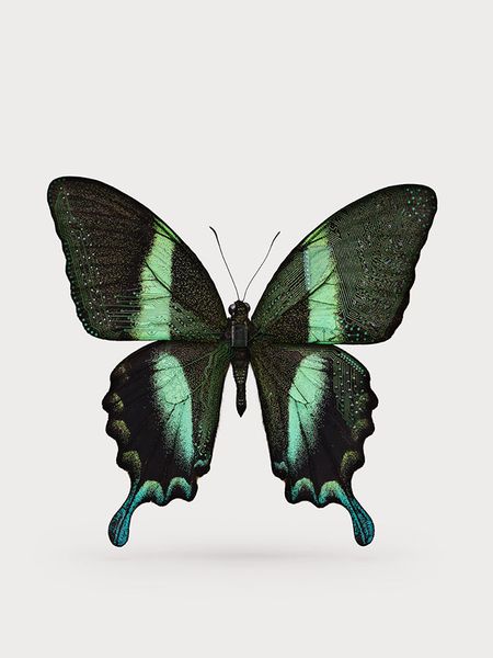 021716_insect_0048_160314_v3_1