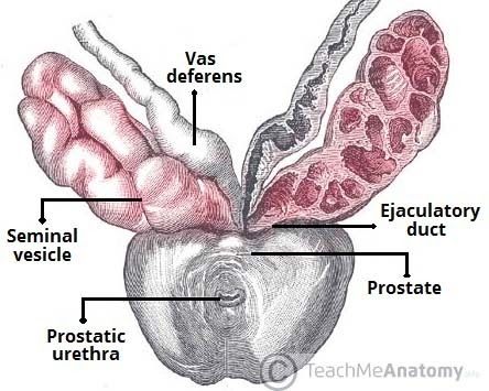 Everything You Wanted To Know About The Prostate But Were Afraid To Ask!