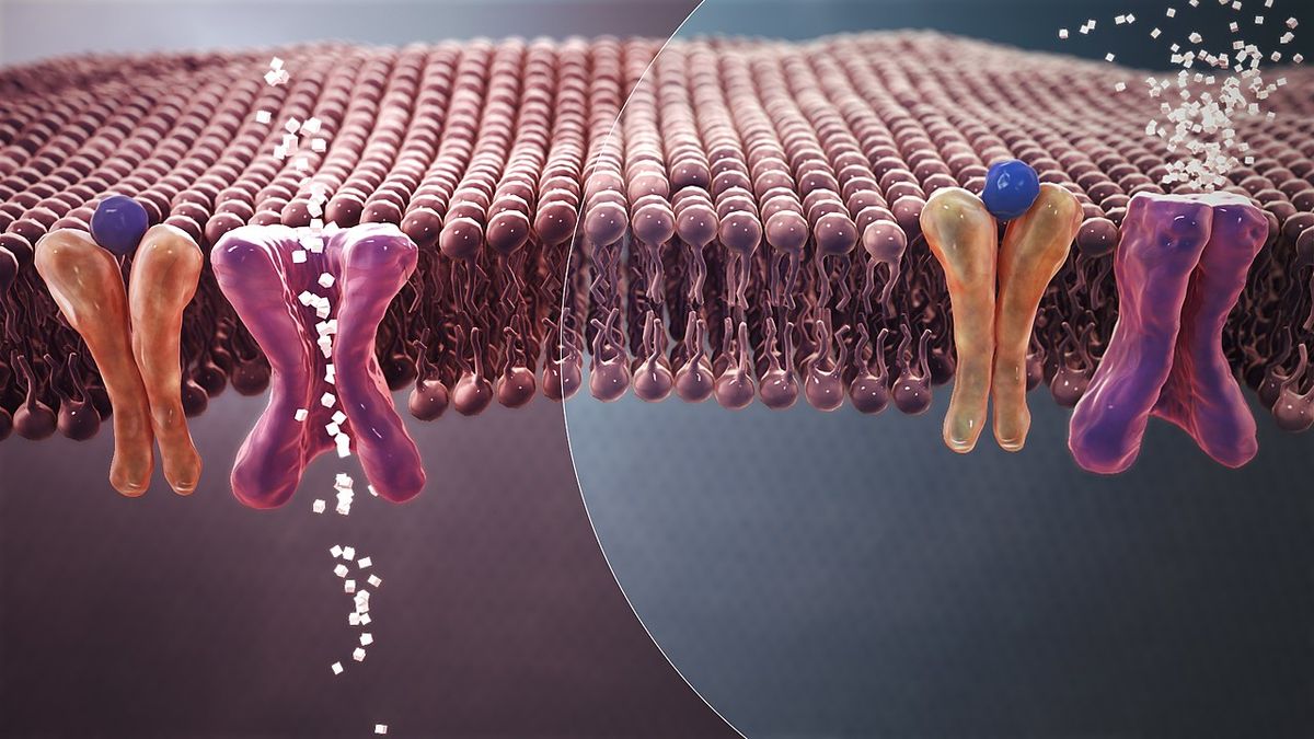 Diabetes Mellitus: Its Impact upon the BDSM Lifestyle
