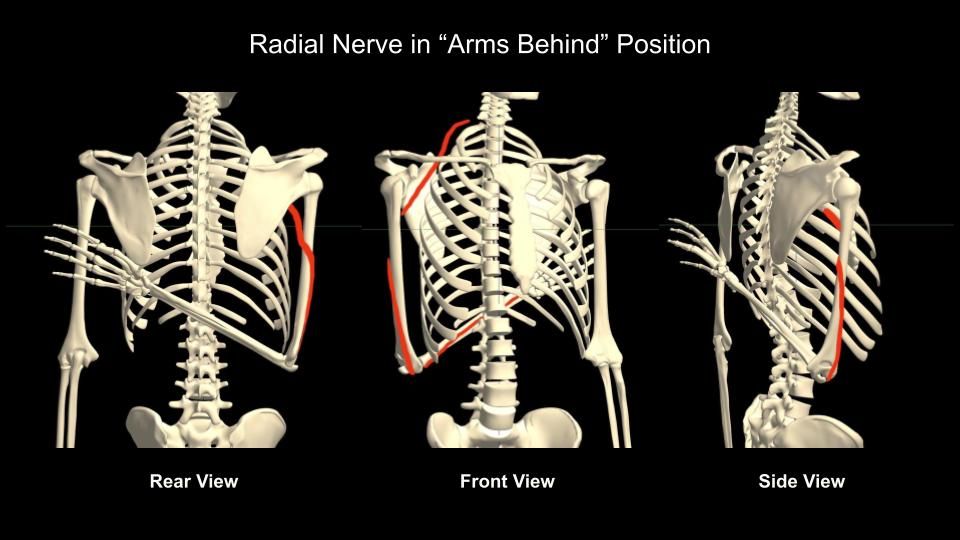 Nerves & Circulation – Rope Study