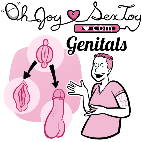 Homologous Genitals
