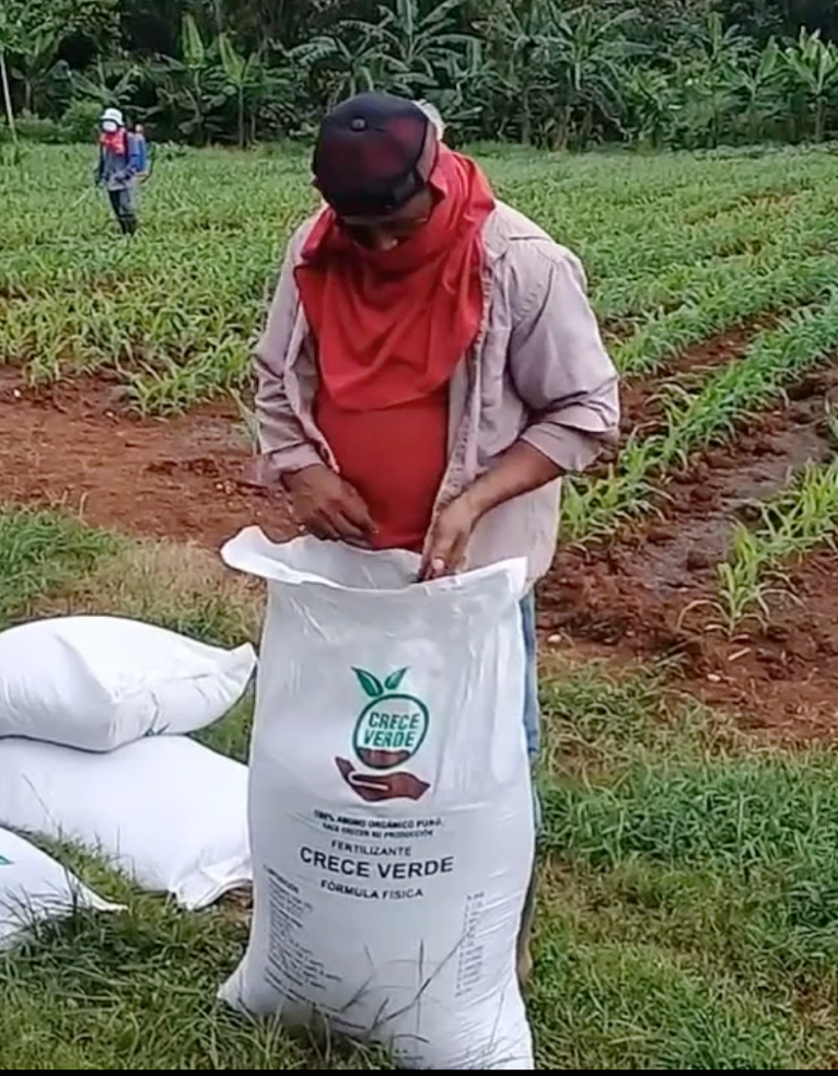 NOV054- Análisis de Crecimiento de Maíz (Zea mays L.) A-7573 en Función de la Aplicación de Ác…